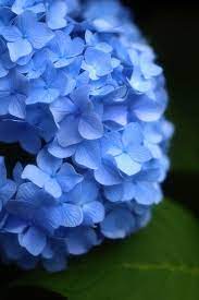 Hydrangea Beautiful Flowers Growing Hydrangeas Hydrangea Flower