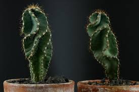Image result for Cereus jamacaru