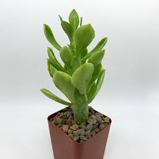 Image result for Monadenium
