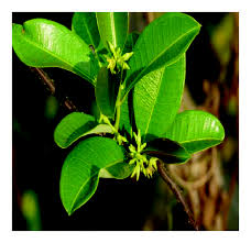 Image result for Cryptolepis