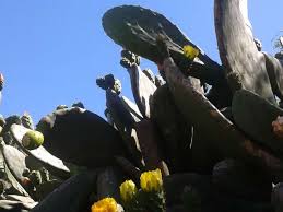 Opuntia, commonly called prickly pear, is a genus in the cactus family, cactaceae.1 prickly pears are also known as tuna (fruit), sabra, nopal (paddle, plural nopales) from the nahuatl word nōpalli for the pads, or nostle, from the nahuatl word nōchtli for the fruit; Agrobiodiversity Of Cactus Pear Opuntia Cactaceae In The Meridional Highlands Plateau Of Mexico
