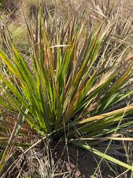 Image result for Alloteropsis semialata