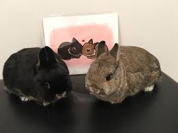 I Commissioned Some Art Of Mochi And Sesame Https Ift Tt 2htegqg Cute Animals Fluffy Animals Baby Animals