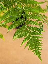 Image result for Cyathea dregei