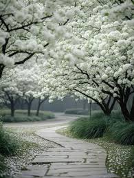 Image result for tbn:AWzYY9q209rRYM::rho0ofa.jeeran.com/24947_ABEER__ROSE.jpg