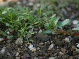 Image result for Limosella maior