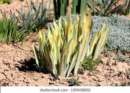 Yellow iris invasive, banned massachusetts: Zebra Iris Iris Pallida Dalmatian Iris Stock Photo Edit Now 1355458331