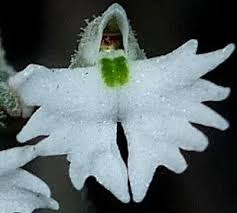 Image result for Cheirostylis lepida