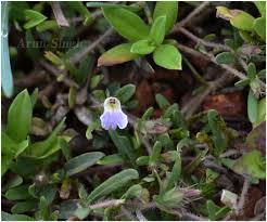 Image result for Blepharis integrifolia