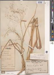 Image result for Panicum schinzii