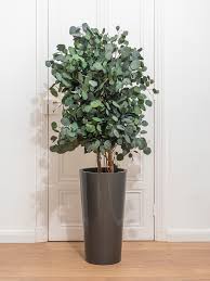 Image result for Eucalyptus