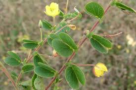 Image result for Chamaecrista absus