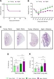 The virus uses surface proteins called haemagglutinin and neuraminidase to enter host cells. Aging Imparts Cell Autonomous Dysfunction To Regulatory T Cells During Recovery From Influenza Pneumonia Biorxiv