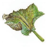 We did not find results for: Comment Traiter L Oidium Sur Les Courgettes Terre Vivante