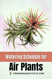 How To Care For Air Plants Air Plants Care Air Plants Types Of Air Plants