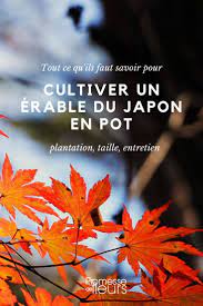 Un choix unique de plante en pot pour terrasse disponible dans notre magasin. Erable Du Japon En Pot Choix Plantation Et Entretien Nos Conseils