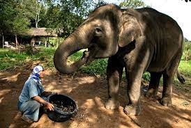 Elephant Dung Coffee The Latest Gourmet Coffee Flavor Comunicaffe International