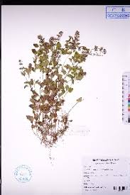 Image result for Clinopodium simense