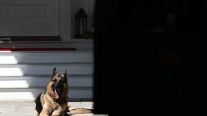 Social Media Looks Forward To Having First Dogs Again And One Is A Rescue Wjla Biden and his wife, dr. social media looks forward to having
