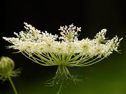 Image result for Apiaceae