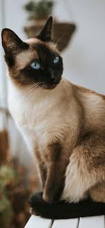 Cute Cat Wallpapers Energize Your Phone S Screen Cat T Shirt Store In 2020 Cute Cat Wallpaper Cat Wallpaper Cute Cat