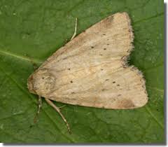 Image result for Photedes minima