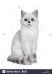 Available Kittens - British Shorthair