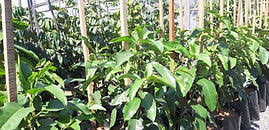 Image result for Ficus sansibarica