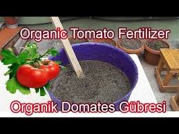 Ev Yapimi Domates Gubresi Tarifi How To Make Homemade Tomato Fertilizer Youtube