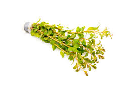 Image result for Ludwigia senegalensis