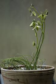 Image result for Albuca
