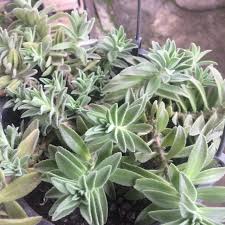 Image result for Aeollanthus