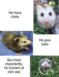 Opossum Meme Funny Funny Animal Memes Animal Memes Cute Funny Animals
