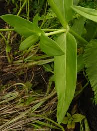 Image result for Pentodon