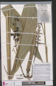 Image result for Renealmia africana