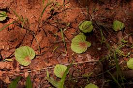 Image result for Nervilia kotschyi