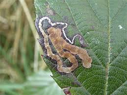 Image result for Stigmella ulmariae