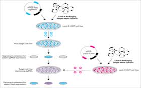 For example, supposed thyroid lines were actually melanoma cells, supposed prostate tissue was actually bladder cancer. Purchase Knockout Stable Cell Lines Accegen