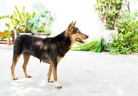 This page shows our current dogs; Hot Asphalt A Danger To Your Dog S Paws Publications Guides Our Stories Four Paws International