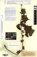 Image result for Pavonia schimperiana