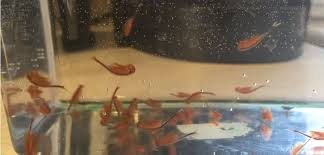 10k 20k Fairy Shrimp Eggs High Protein Food For Betta Killifish Guppy Fish Tank Shrimp And Eggs Betta Fish Tank