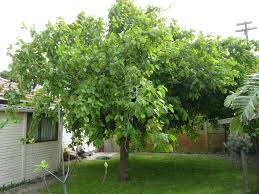 If the leaves have rounded teeth on the edges, it is either white or red mulberry; White Mulberry Invasive Plants Of Maryland Inaturalist