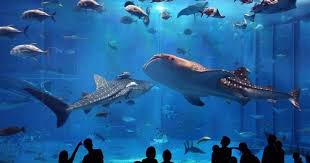 Sharks Ocean Creatures Georgia Aquarium Swimming With Whale Sharks