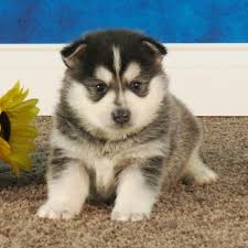 Find the right breed, and the perfect puppy at puppyfind.com. Puppies For Sale In Pa Dog Adoption Online Home Land Puppies