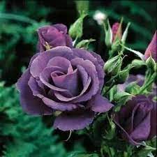 rose rhapsody in blue beautiful flowers purple roses beautiful roses