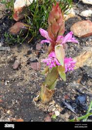 Image result for Satyrium