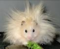 Syrian Hamster Size
