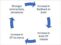 Oxytocin concentrations continue to rise until the foetus is expelled, thus the cervical stimulation ceases. Epidurals In Labour Part 1 Dr Sarah Buckley