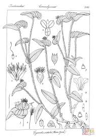 Image result for Cyanotis longifolia