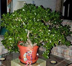 More images for how big do jade plants get » Jade Plant Crassula Ovata Wisconsin Horticulture